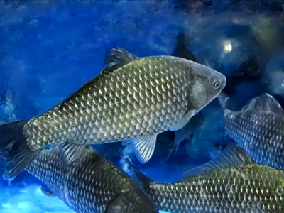 求购升钟湖生态鲫鱼