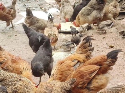 求购周边散养土鸡