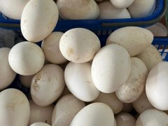 土鹅蛋